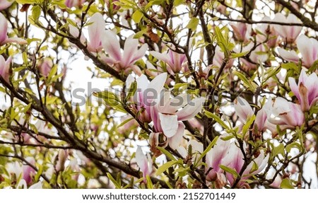 A closeup of Yulan magnolia flowers blooming on branches on a tree in spring