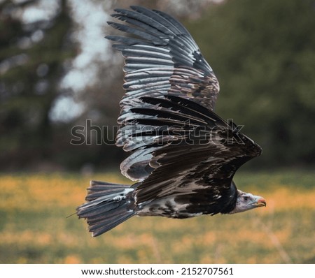 A shallow focus shot of a vulture in flight
