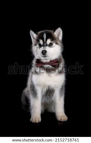 Siberian Husky puppy posing in red bow isolated on black background