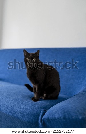 A vertical closeup shot of the black cat sitting on the blue sofa