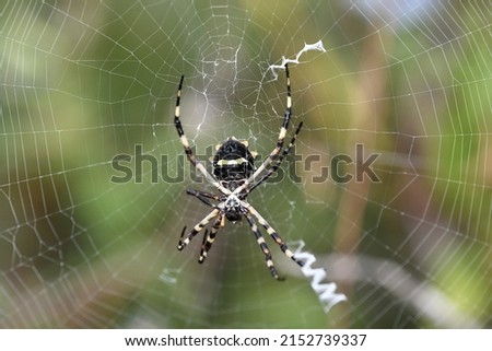 A closeup shot of a Argiope Brunnich on a spider web