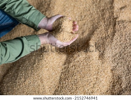 Closeup of handful of soybean hulls in hands of male farmer. Concept of organic feed supplement in production of compound feed for dairy cattle Royalty-Free Stock Photo #2152746941