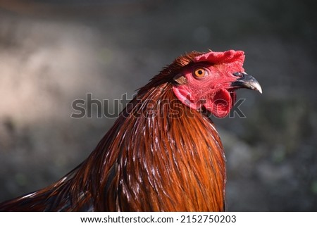 Rooster Fighting Cock with a big red comb in the Philippines