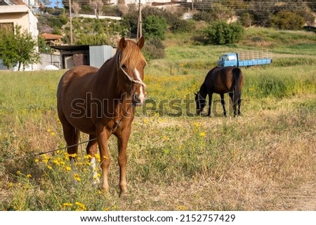 Dark red horses graze in the meadow. Farm field with grazing horses. The concept of life in the countryside, away from cities and civilization, unity with nature and enjoyment.