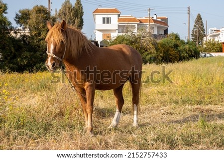 A beautiful red horse grazes in the meadow. Farm field with grazing horses. The concept of life in the countryside, away from cities and civilization, unity with nature and enjoyment.