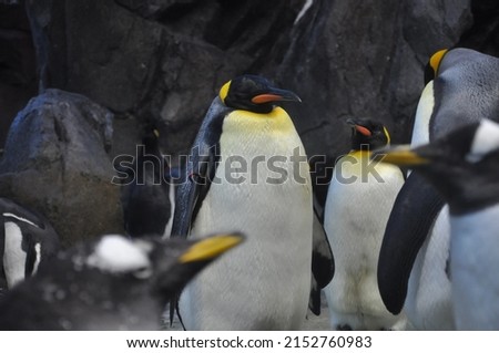 A closeup shot of king penguins