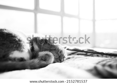 Black and white portrait of cat sleeping on bed, on background of window.