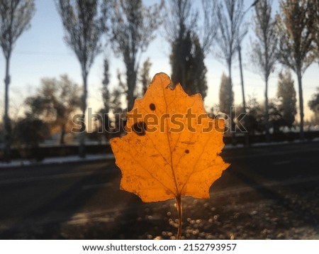 Autumn leaf against morning sunshine in the city