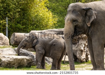 A young little Asian elephant, Elephas maximus also called Asiatic elephant, is the only living species of the genus Elephas and is distributed in the Indian subcontinent and Southeast Asia Royalty-Free Stock Photo #2152801735