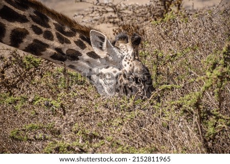 Details shows the neck and head of giraffe 