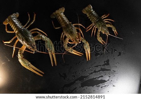 Common crayfish, live, crustaceans. Lobster. Black background. space for text, selective focus. The concept of gourmet food, delicacy, dietary meat. With large and small claws