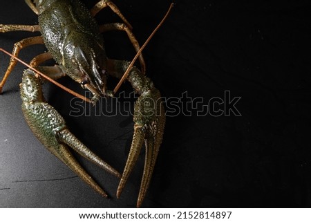 Common crayfish, live, crustaceans. Lobster. Black background. space for text, selective focus. The concept of gourmet food, delicacy, dietary meat. Royalty-Free Stock Photo #2152814897