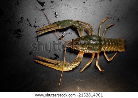 Common crayfish, live, crustaceans. Lobster. Black background, selective focus. The concept of gourmet food, delicacy, dietary meat.