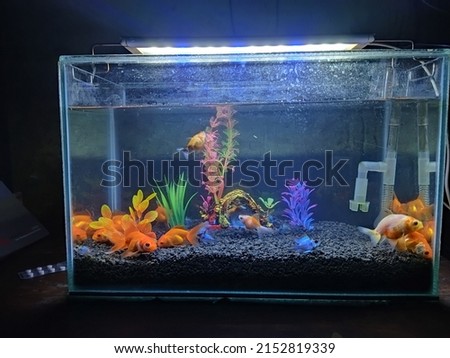 Aquarium view with HD Picture