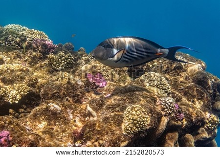 Sohal surgeonfish. Red Sea, Egypt. 