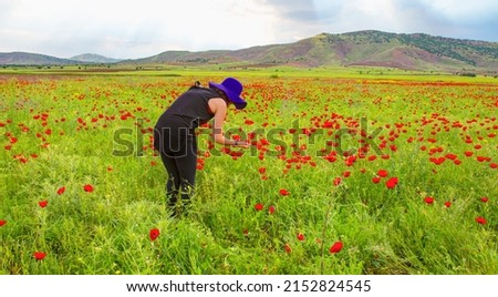 Beautiful young girl  in purple hat stands in poppy field at sunset