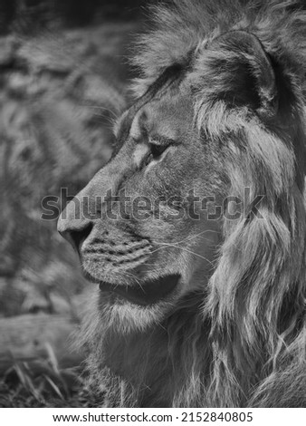Portrait of a beautiful lion