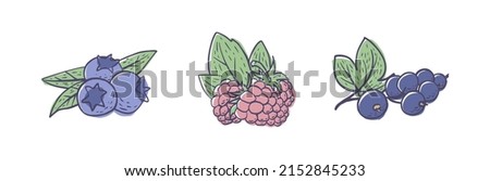A set of simple hand drawn berries (blueberry, strawberry, black currant) isolated on white background. Vector illustration EPS10 Royalty-Free Stock Photo #2152845233