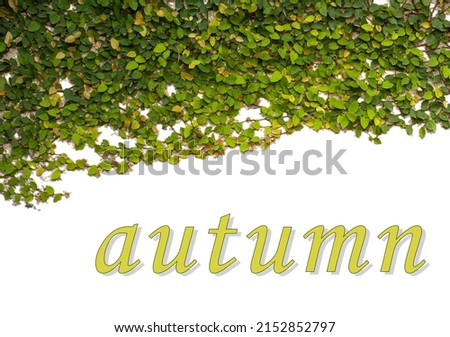 bunner with photo of climbing down plant and text "autumn"