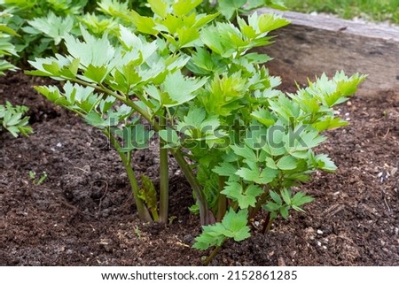 Spices and Herbs, Lovage plant (Levisticum officinale) growing in the garden. Royalty-Free Stock Photo #2152861285