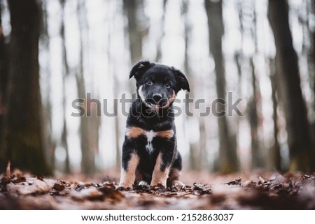 Portrait of Australian shepherd puppy
