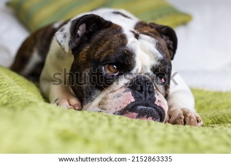 Closeup of female white and brown English Bulldog lying down on bed with tired expression Royalty-Free Stock Photo #2152863335