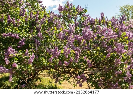 Flowering lilac bushes in the garden against the blue sky. Lilacs bloom beautifully in spring. Spring concept. Royalty-Free Stock Photo #2152864177