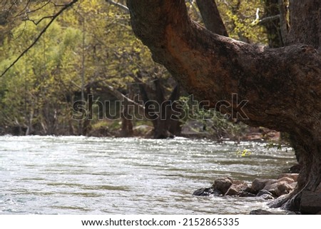 Forest Stream And Green Trees. Trees in the stream. (Antalya, Turkey)