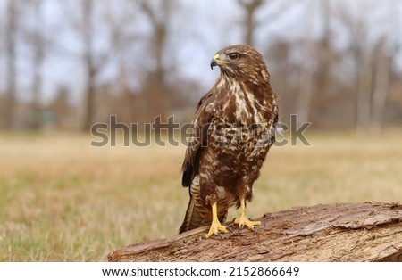 Majestic bird of prey common buzzard  Royalty-Free Stock Photo #2152866649