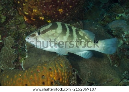 Nassau grouper (Epinephelus striatus) Jardines de la Reina, Cuba