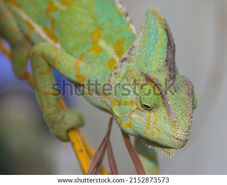 Chameleon climbing on branch.
Chameleon with in hunting position and looking ahead.