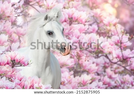 White pony portrait in spring pink blossom magnolia tree