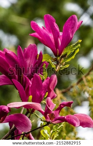 Large pink flowers of Magnolia Susan (Magnolia liliiflora x Magnolia stellata) on blurred background of garden greenery. Selective focus. Beautiful blooming garden in spring. Nature concept for design