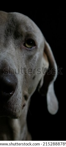 Weimaraner Portrait Close Up - Beautiful Dog