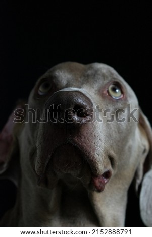 Weimaraner Portrait Close Up - Beautiful Dog