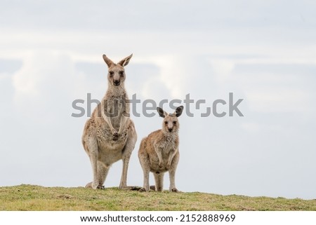 Kangaroo on hillside near the ocean at Emerald Beach, Coffs Coast, New South Wales, Australia.