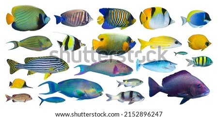 set collection of colorful tropical fish like angelfish snapper surgeonfish and butterflyfish isolated on white background. indian ocean and red sea underwater fishes sealife concept Royalty-Free Stock Photo #2152896247