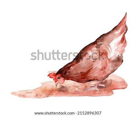 Brown hen and yellow chick isolated on white background, laying hen farmer concept. Watercolor hand-drawn illustration.