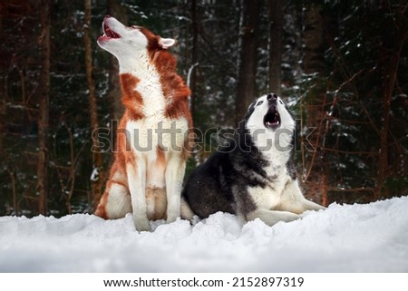 Steam from the mouths of howling husky dogs in a winter cold forest Royalty-Free Stock Photo #2152897319