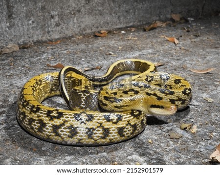 

Wildlife macro in Taiwan snake
 