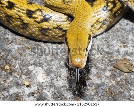 

Wildlife macro in Taiwan snake
 