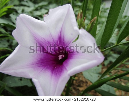 white and purple tropical flower