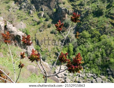 naturalistic image of a flowering sprig with a mountain background