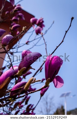 Close up on the bright pink magnolia flower blossoming photo. Big flowers, tulip shaped, magnolia flower bud, background, wallpaper, empty space for text 