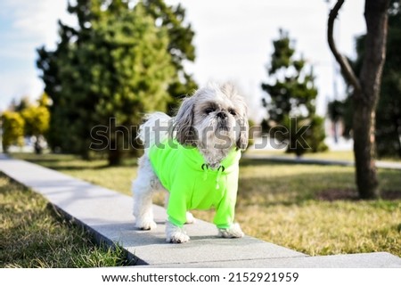 shih tzu in dog clothes in a city park Royalty-Free Stock Photo #2152921959