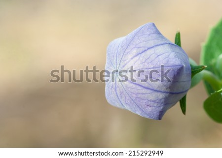 The close up picture of small flower.