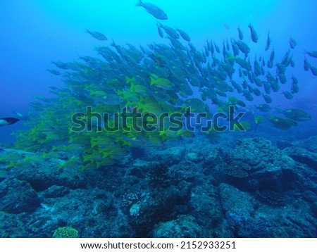 
Scuba diving at Chichi jima Bonin island, Ogasawara. Royalty-Free Stock Photo #2152933251