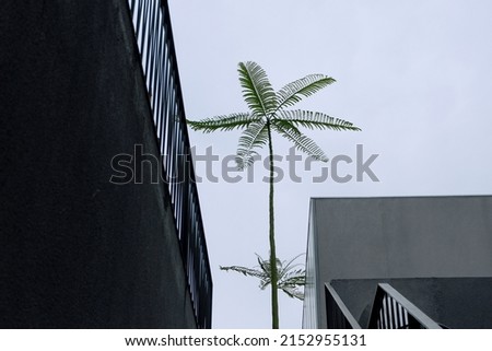 a tree grows between the buildings