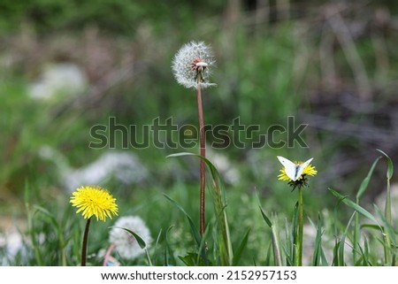 Dandelions with butterfly on it