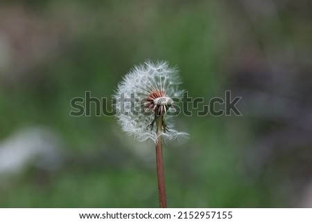 Close up of a half dandelion